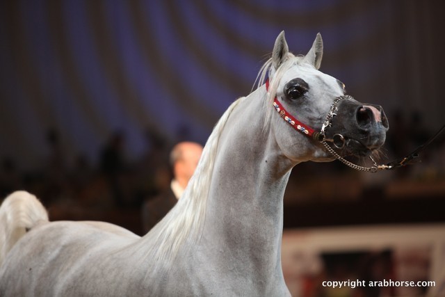 2012 Dubai International Championships - Championships