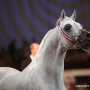 2012 Dubai International Championships - Championships