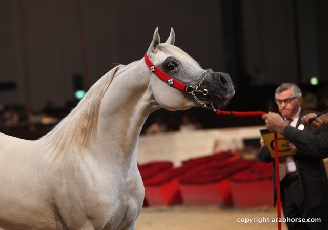 2012 Dubai International Championships - Championships