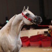 2012 Dubai International Championships - Championships