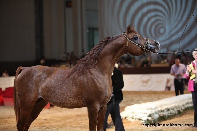 2012 Dubai International Championships - Championships