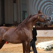 2012 Dubai International Championships - Championships