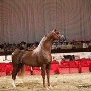 2012 Dubai International Championships - Championships