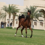 2012 Dubai Arabian Stud Open Day