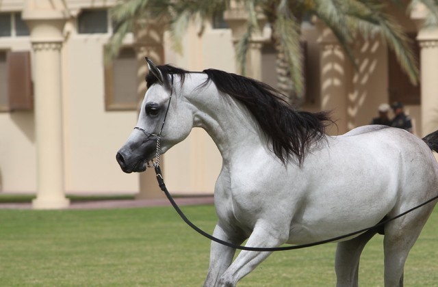2012 Dubai Arabian Stud Open Day
