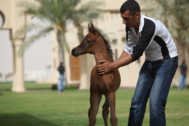 2012 Dubai Arabian Stud Open Day