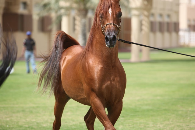 2012 Dubai Arabian Stud Open Day