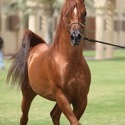 2012 Dubai Arabian Stud Open Day
