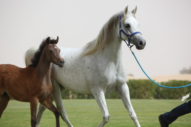 2012 Dubai Arabian Stud Open Day