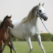 2012 Dubai Arabian Stud Open Day