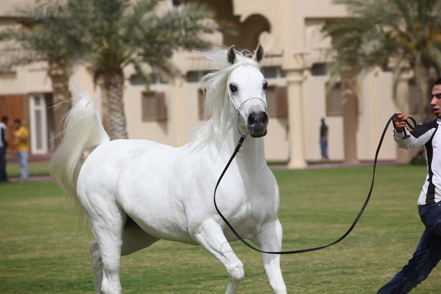 2012 Dubai Arabian Stud Open Day