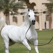 2012 Dubai Arabian Stud Open Day