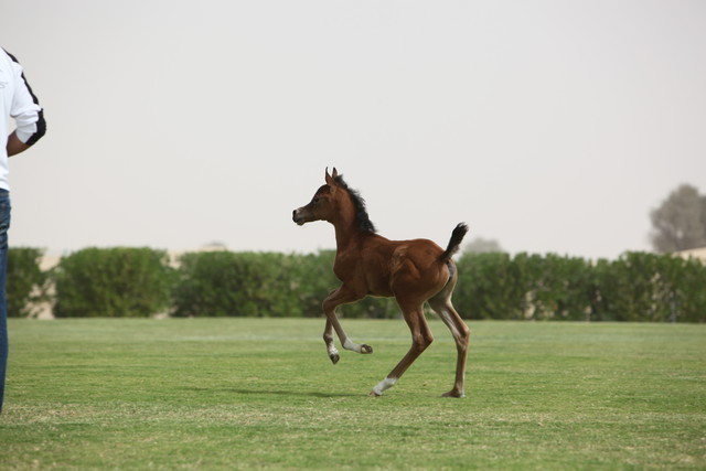2012 Dubai Arabian Stud Open Day