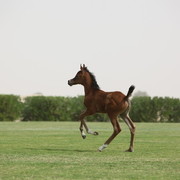 2012 Dubai Arabian Stud Open Day