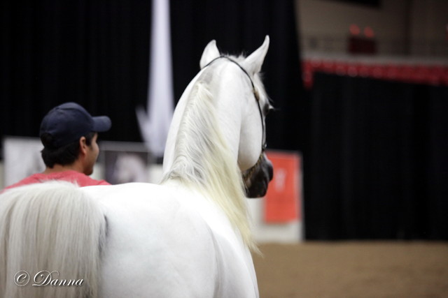 6th Annual Arabian Breeders World Cup - Cox Kids Day 