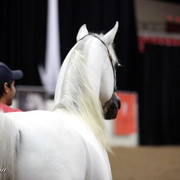 6th Annual Arabian Breeders World Cup - Cox Kids Day 