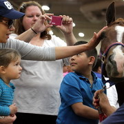 6th Annual Arabian Breeders World Cup - Cox Kids Day 
