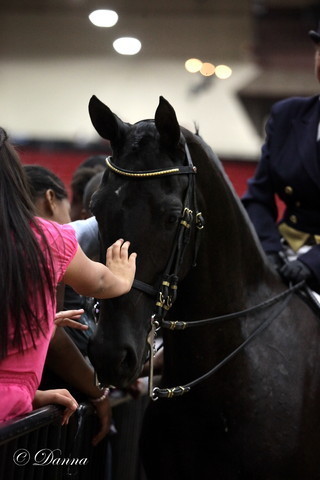 6th Annual Arabian Breeders World Cup - Cox Kids Day 