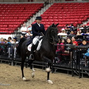 6th Annual Arabian Breeders World Cup - Cox Kids Day 