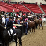 6th Annual Arabian Breeders World Cup - Cox Kids Day 