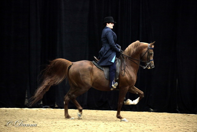 6th Annual Arabian Breeders World Cup - Cox Kids Day 