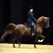 6th Annual Arabian Breeders World Cup - Cox Kids Day 