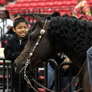 6th Annual Arabian Breeders World Cup - Cox Kids Day 