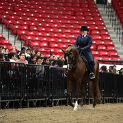6th Annual Arabian Breeders World Cup - Cox Kids Day 