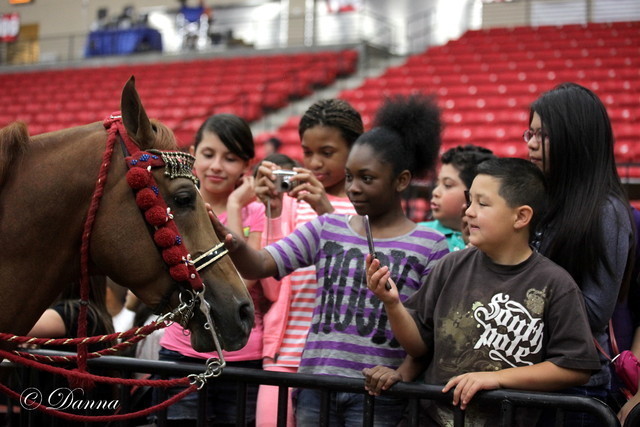 6th Annual Arabian Breeders World Cup - Cox Kids Day 