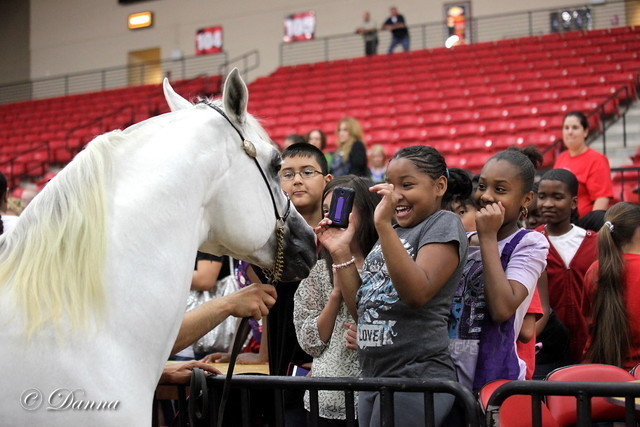 6th Annual Arabian Breeders World Cup - Cox Kids Day 