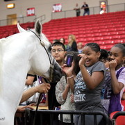 6th Annual Arabian Breeders World Cup - Cox Kids Day 