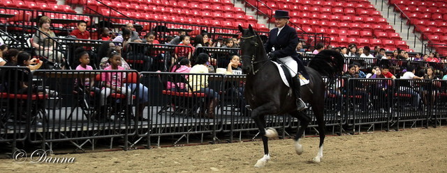 6th Annual Arabian Breeders World Cup - Cox Kids Day 