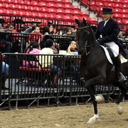6th Annual Arabian Breeders World Cup - Cox Kids Day 