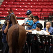 6th Annual Arabian Breeders World Cup - Cox Kids Day 