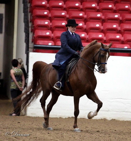 6th Annual Arabian Breeders World Cup - Cox Kids Day 