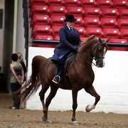 6th Annual Arabian Breeders World Cup - Cox Kids Day 
