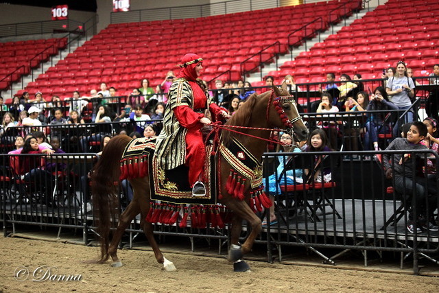 6th Annual Arabian Breeders World Cup - Cox Kids Day 