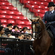 6th Annual Arabian Breeders World Cup - Cox Kids Day 