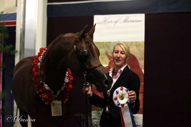 6th Annual Arabian Breeders World Cup 2012