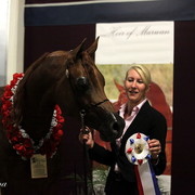 6th Annual Arabian Breeders World Cup 2012