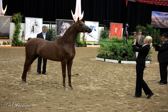 6th Annual Arabian Breeders World Cup 2012