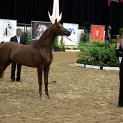 6th Annual Arabian Breeders World Cup 2012