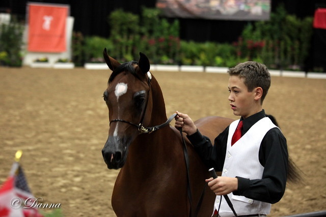 6th Annual Arabian Breeders World Cup 2012