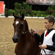 6th Annual Arabian Breeders World Cup 2012
