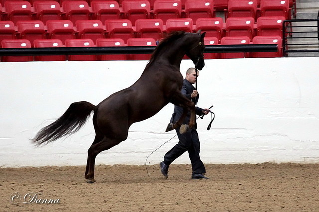 6th Annual Arabian Breeders World Cup 2012