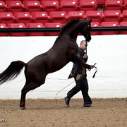 6th Annual Arabian Breeders World Cup 2012