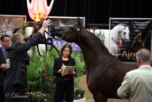6th Annual Arabian Breeders World Cup 2012