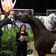 6th Annual Arabian Breeders World Cup 2012