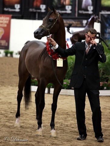 6th Annual Arabian Breeders World Cup 2012