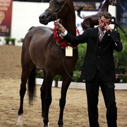 6th Annual Arabian Breeders World Cup 2012